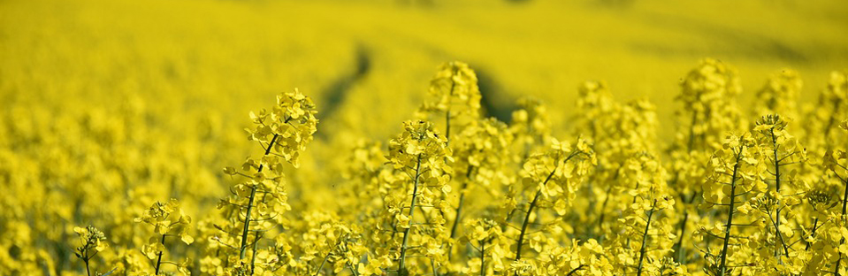 ASI Flex Websites ASI Flex Websites